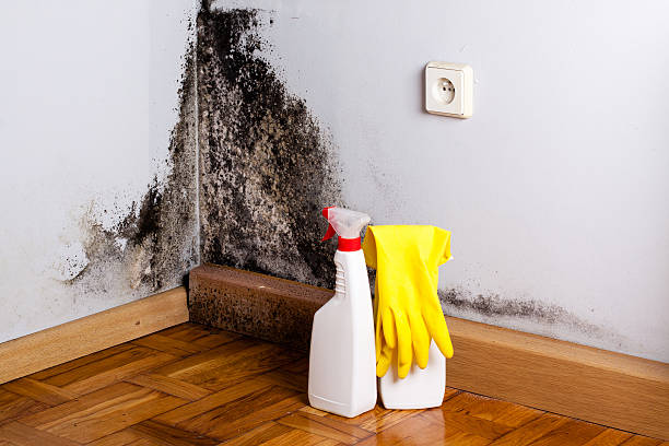 Best Basement Mold Removal  in Clearwater, SC